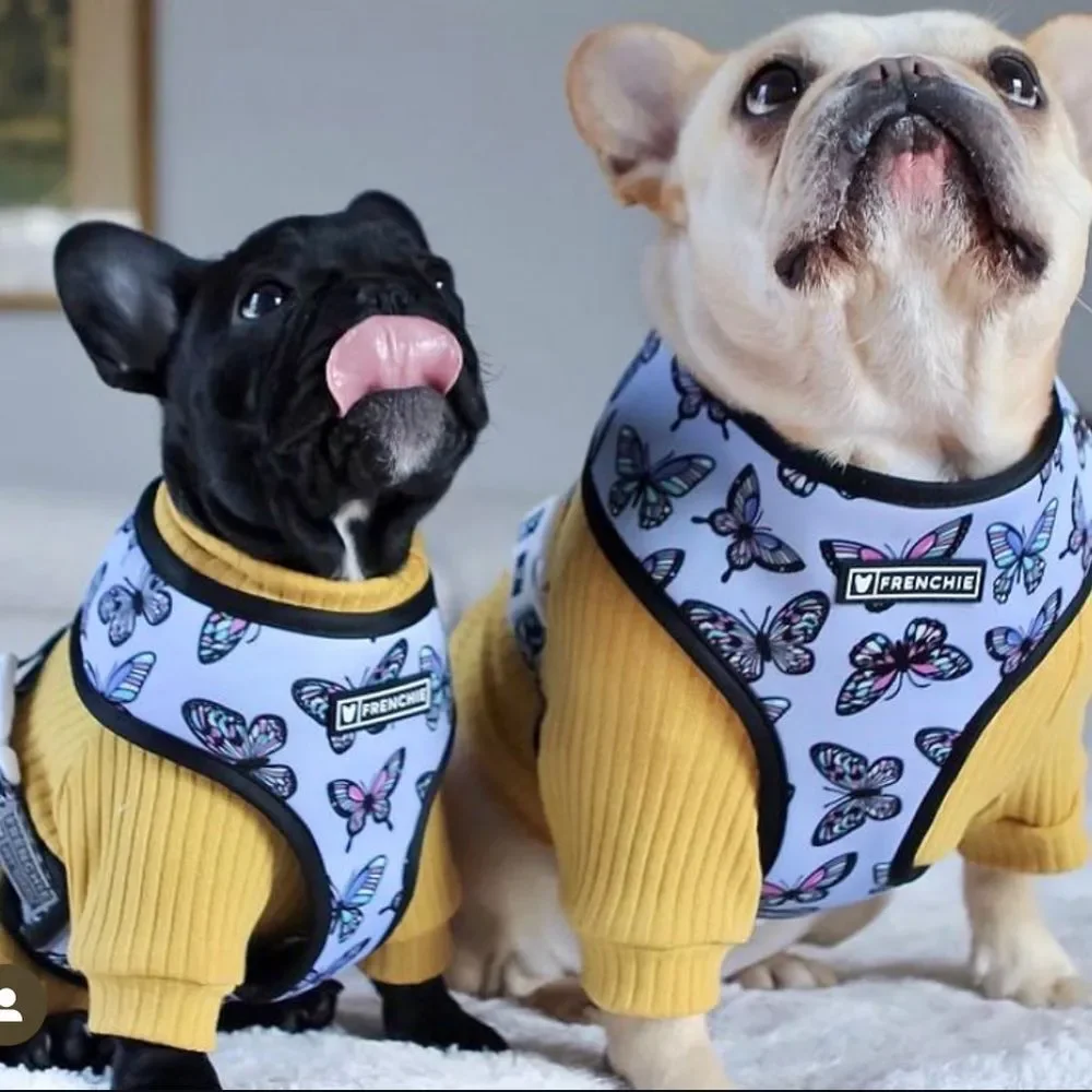 Frenchie harness butterfly Print